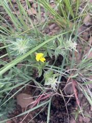 Pearsonia aristata