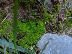Bryum