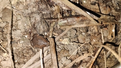 Hypopachus variolosus