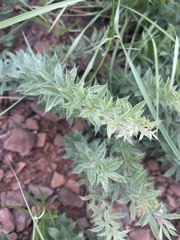 Pearsonia aristata