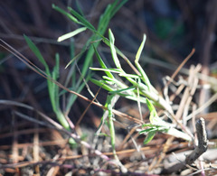Paspalum dissectum