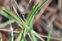 Paspalum dissectum