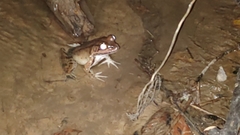 Lithobates vaillanti