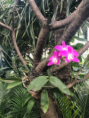 Angiospermae
