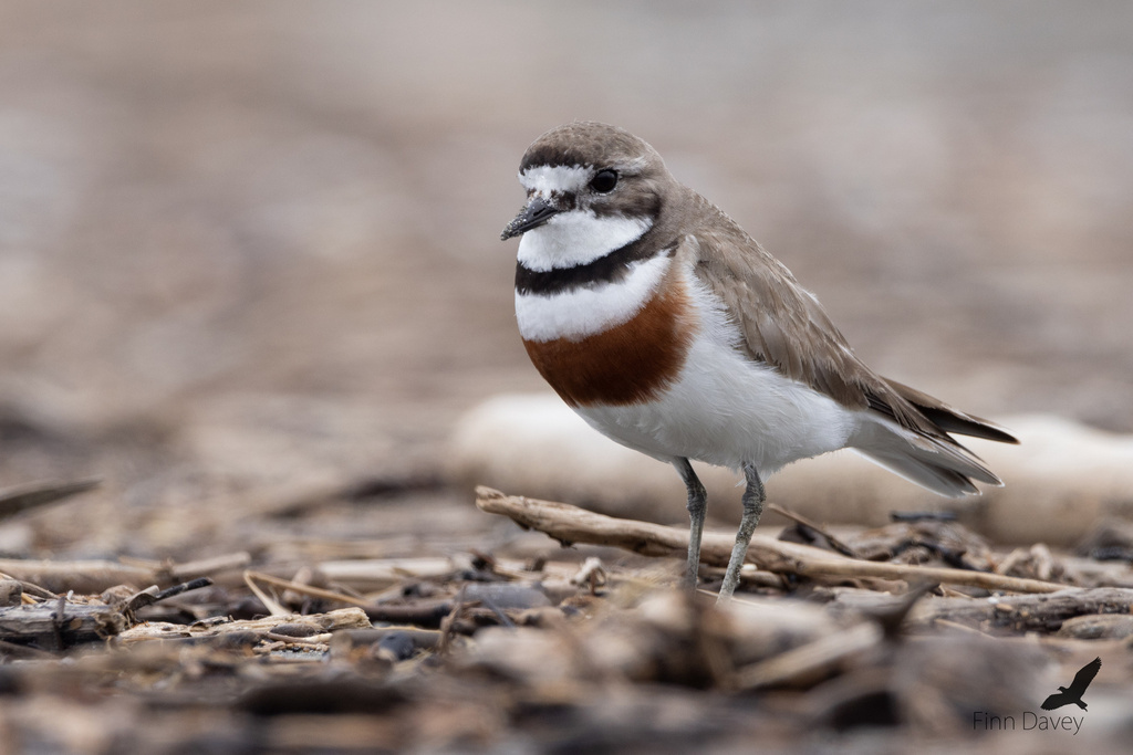 Plovers and Lapwings