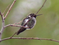 Calypte anna