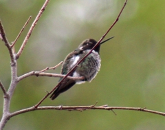 Calypte anna