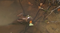 Lithobates vaillanti