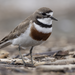 Double-banded Plover - Photo (c) Finn Davey, some rights reserved (CC BY-NC), uploaded by Finn Davey