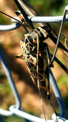 Acrocinus longimanus