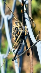 Acrocinus longimanus