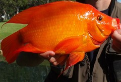 Amphilophus citrinellus