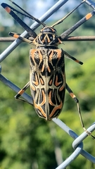 Acrocinus longimanus