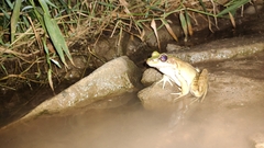 Lithobates vaillanti