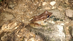 Lithobates vaillanti