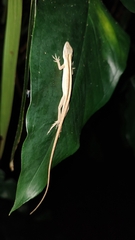 Anolis sericeus