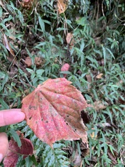 Acer morrisonense