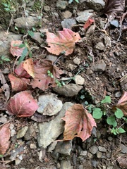 Acer morrisonense