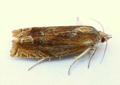 Eucosma radiatana