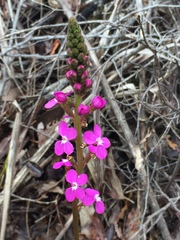 Stylidium