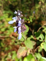Salvia mocinoi
