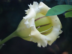 Solandra maxima