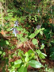 Salvia mocinoi