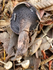 Hydnellum fuscoindicum