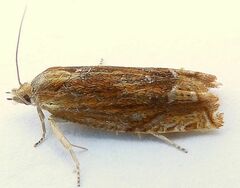 Eucosma radiatana
