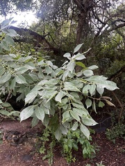 Sclerocarya birrea caffra