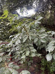 Sclerocarya birrea caffra