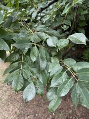 Sclerocarya birrea caffra