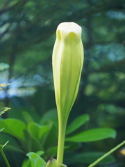 Solandra maxima
