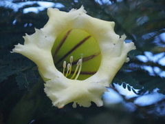 Solandra maxima