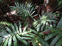 Blechnum corbassonii
