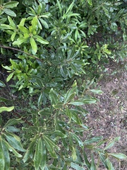 Euclea natalensis angustifolia