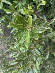 Euclea natalensis angustifolia