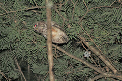Strix virgata