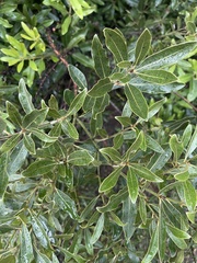 Euclea natalensis angustifolia