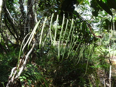 Blechnum corbassonii