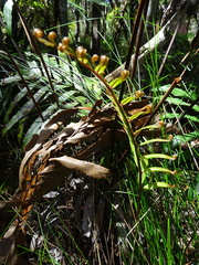 Blechnum corbassonii