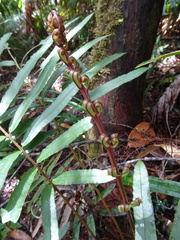 Blechnum corbassonii