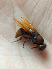 Rhynchium