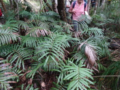 Blechnum corbassonii