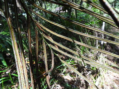 Blechnum corbassonii
