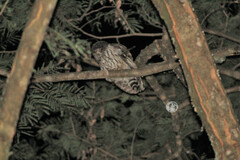 Strix virgata