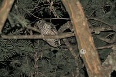 Strix virgata