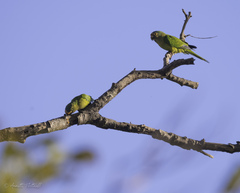 Eupsittula canicularis
