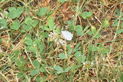 Celastrina