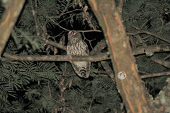 Strix virgata